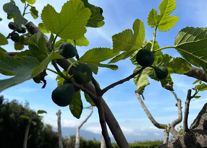 Villa Rustica En La Alpujarra - La Gualalla - Soportujar