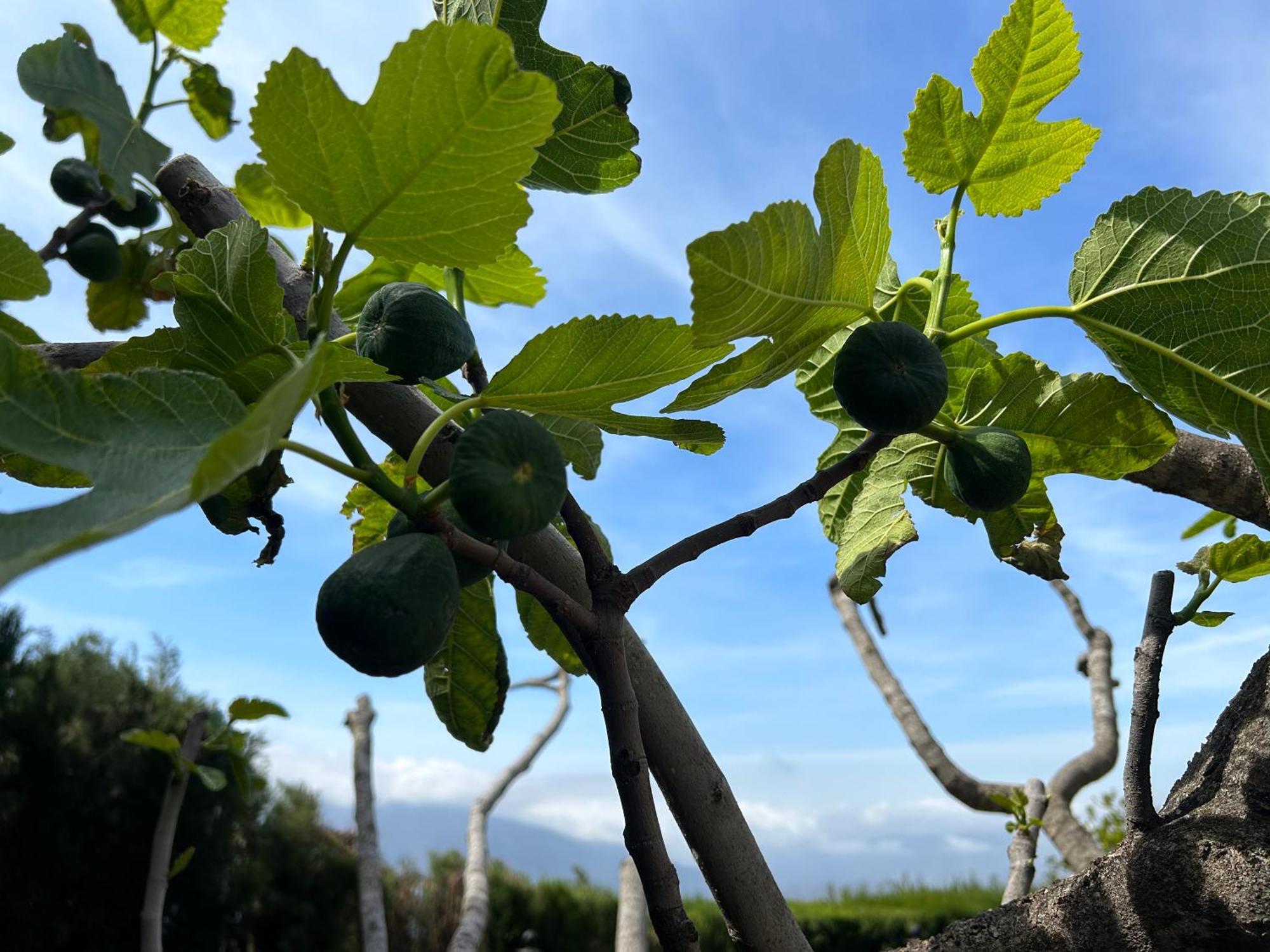 Rustica En La Alpujarra - La Gualalla - Soportujar Villa