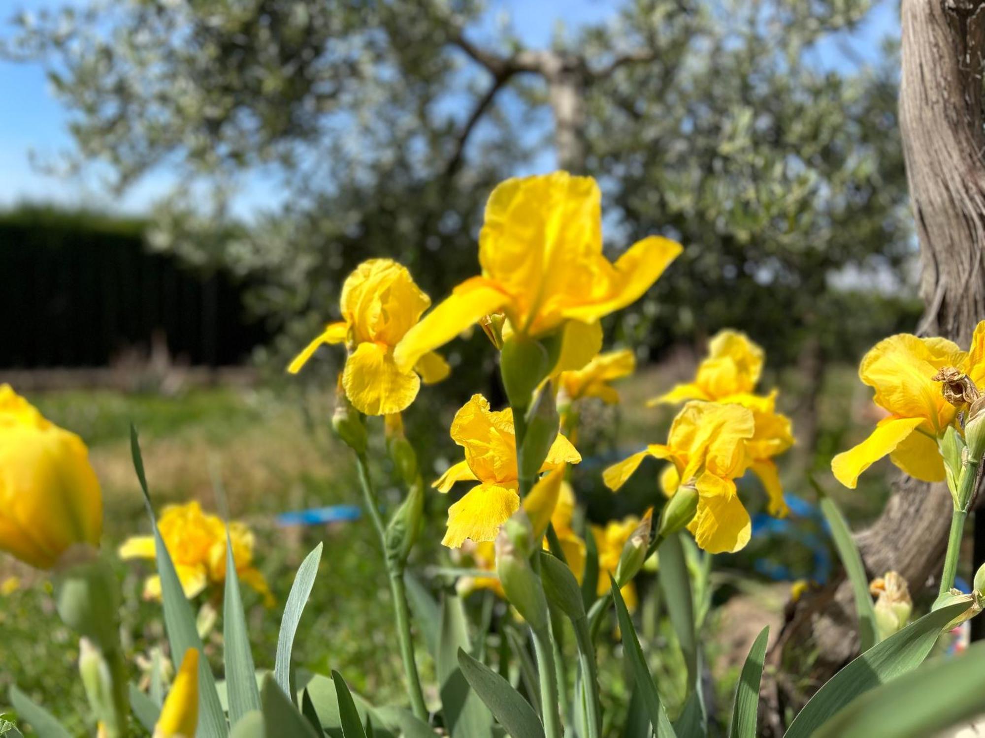 Rustica En La Alpujarra - La Gualalla - Soportujar *