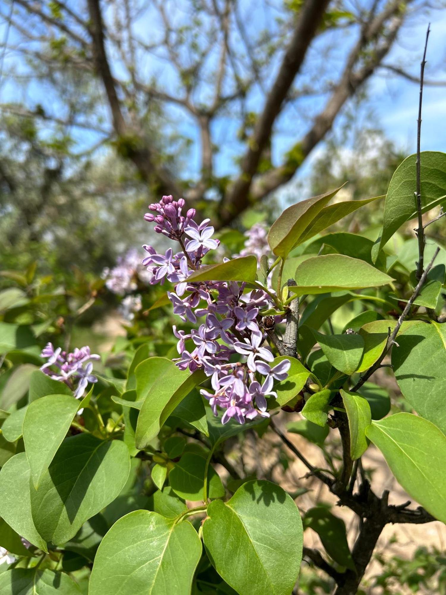Rustica En La Alpujarra - La Gualalla - Soportujar